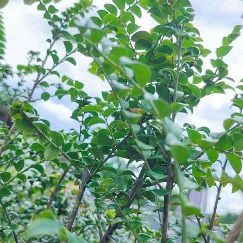 小叶紫檀树苗  珍稀名贵品种  细叶紫檀绿植盆栽庭院