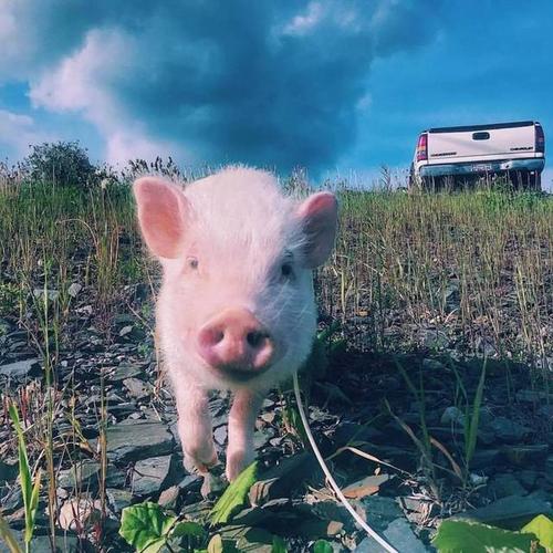 猪会说成语吗?-搞笑频道-手机搜狐