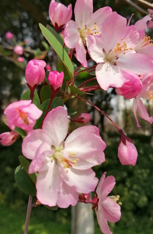 荆川公园海棠依然