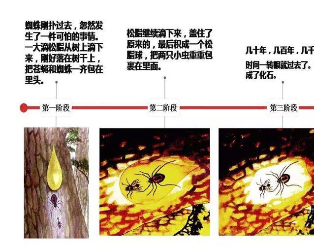 琥珀的形成过程是怎样的?琥珀如何形成的?