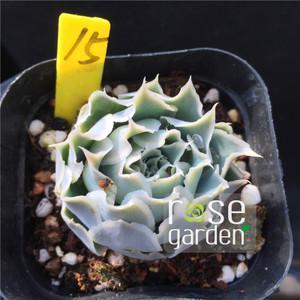 126【rose花园】韩国进口多肉植物蓝丝绒一物一拍