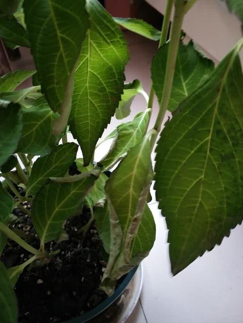 绣球花夏季出现叶子焦枯萎蔫,三种原因所致,及时挽救来得及