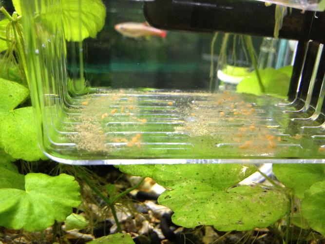 请问这个是红斑马鱼的卵吗?如果不是的话那这个是什么