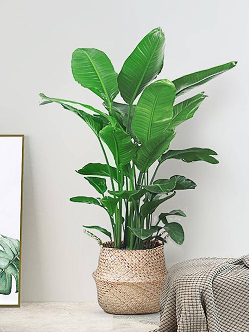 天堂鸟盆栽大客厅网红植物办公室花卉北欧鹤望兰室内