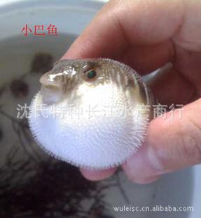 供应小巴鱼|河豚鱼|鱼苗|缅甸黄鱼|长江刀鱼|鲥鱼|燕尾鱼等