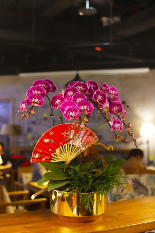 日本姑娘蝴蝶兰优质品种春节年宵花