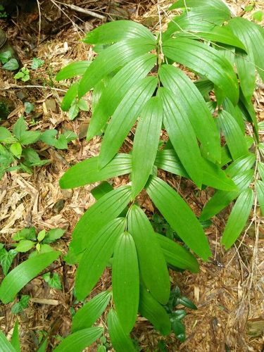 熟黄精的功效与作用黄精药用功效