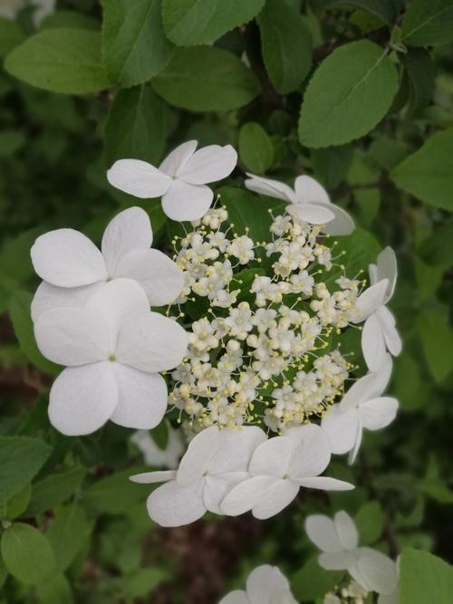琼花的花语一般认为是美丽,浪漫,完美的爱情.