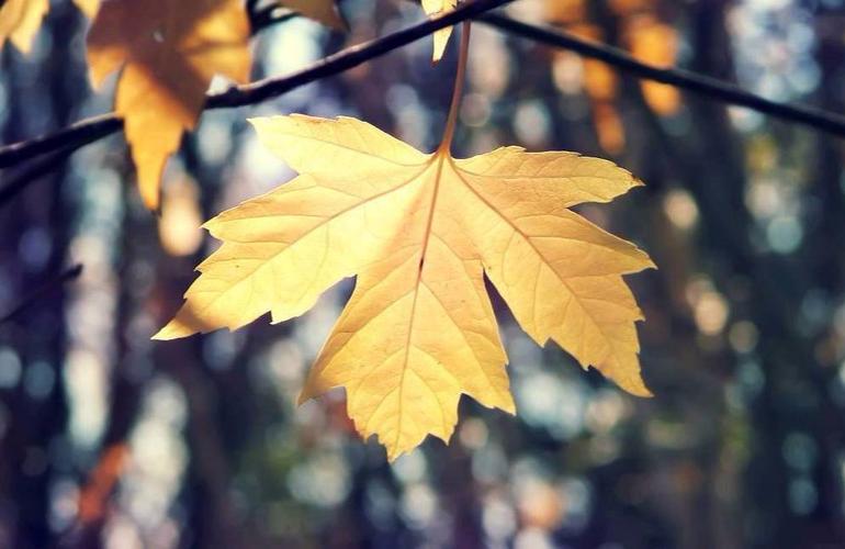 22款与秋相关的唯美句子,唯美古风句子