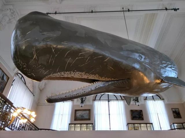 浙江自然博物院安吉馆喊你来装抹香鲸模型