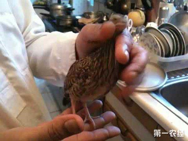 小鹧鸪怎么分公母? 鹧鸪苗怎么辨别公母?