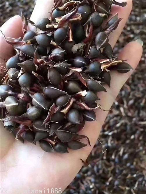 2020年新鲜的奇楠沉香种子