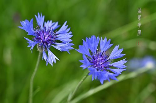 蓝花矢车菊