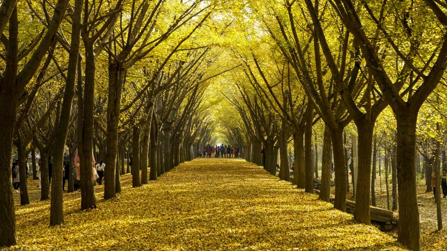 醉美沂河岸——中华银杏园(临沂 郯城 邳州银杏林)