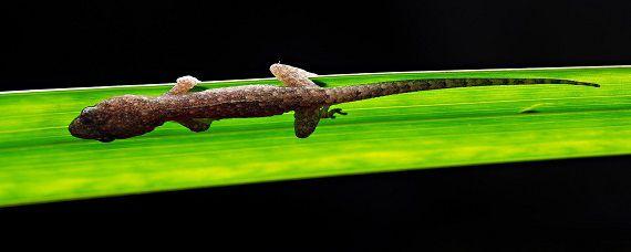 没有虫子壁虎吃什么