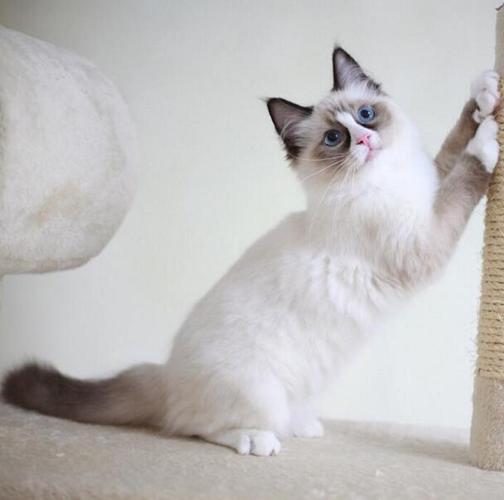 英国短毛猫金渐层活体 金渐层活体 英短金渐层 家养金