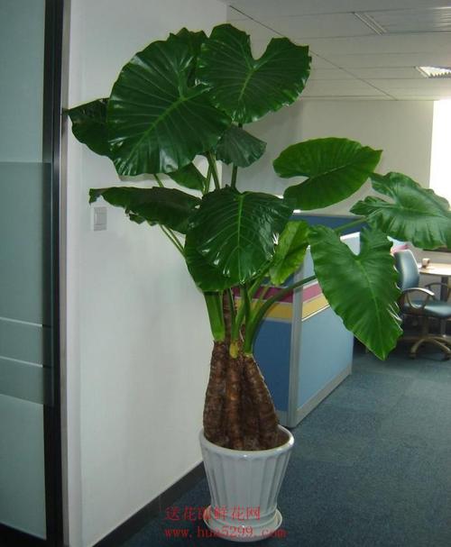 滴水观音-内蕴清秀之美 高1.6-1.7米