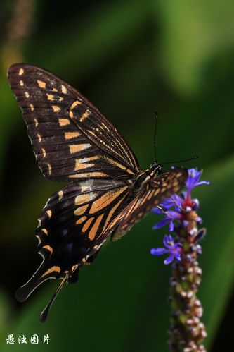 黄色的柑橘凤蝶