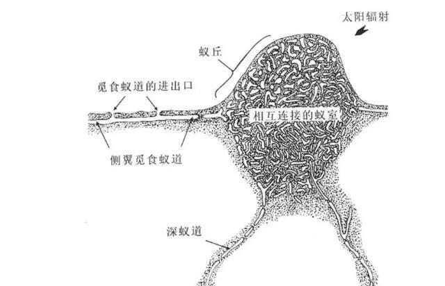 蚂蚁可能是下一个高级文明是真的吗为什么呢