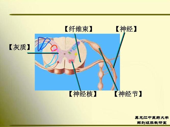 【纤维束】 【灰质】 【神经】 【神经核】 【神经节】 黑龙江中医药