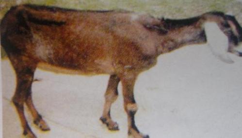 羊伪结核病有什么症状 什么是羊伪结核病_淋巴结