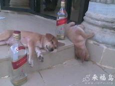 狗狗喝醉了