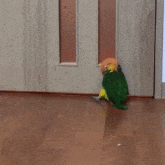 鸟奴课堂 | 每位鹦鹉主人必修的"读心术"