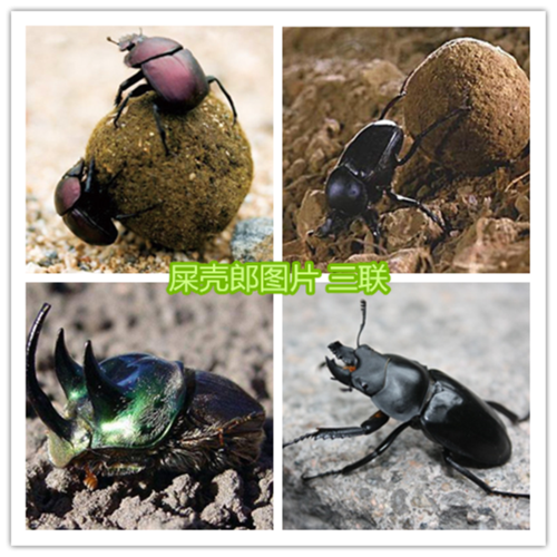屎壳郎图片