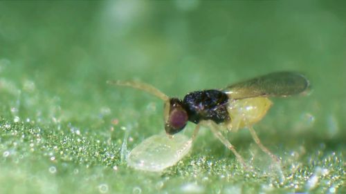 苍蝇产卵昆虫微观世界