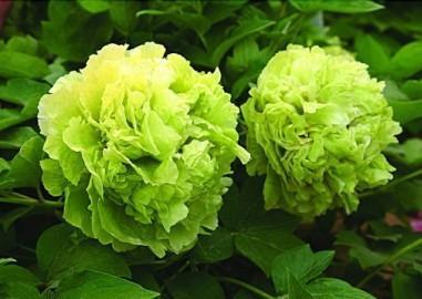 名贵的绿牡丹 - yong933 - 花儿 鸟儿