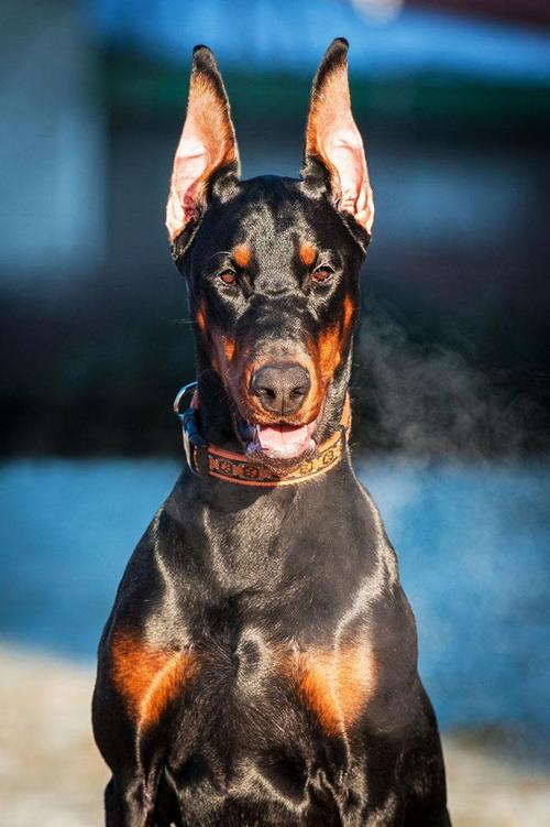 杜宾犬图片 警犬图片 狗图片 动物图片