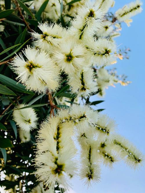 反季节盛开的白千层花