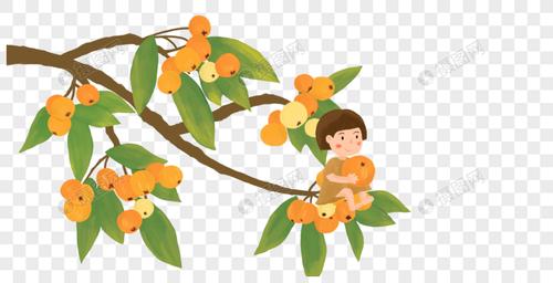 枇杷树和女孩