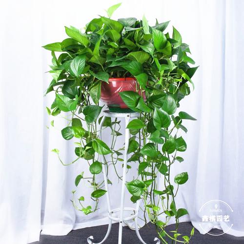 室内吸甲醛盆栽植物长藤吊绿萝花架