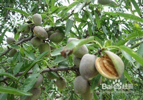 扁桃仁的营养价值