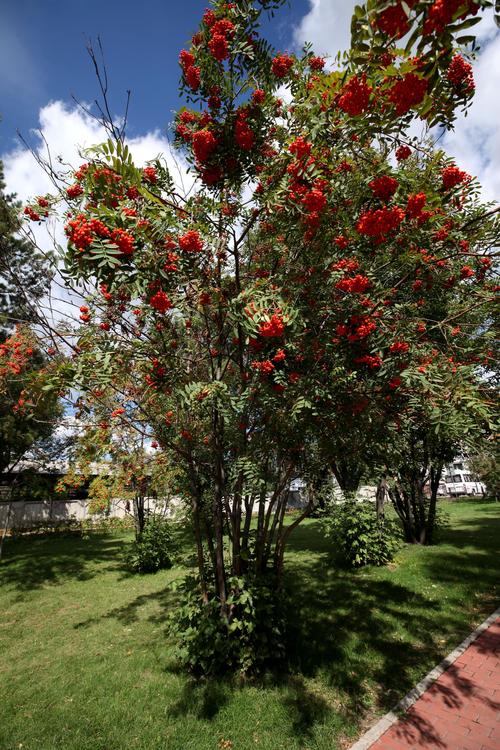 干涉苏俄时的白卫军总头目,一度占领西伯利亚,乌拉尔和伏尔加河等地区