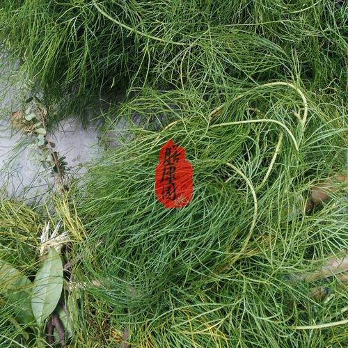 高山野生舒筋草大伸筋草舒藤石松松筋藤马尾伸筋19年干品鲜货