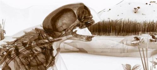 神秘生物青蛙人长相神似青蛙多次被人目击