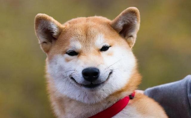 狗狗会微笑吗其实它的微笑不是你想的那个意思