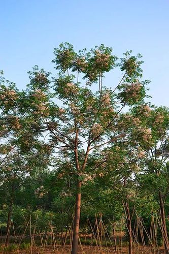 川楝子,苦楝子的鉴别