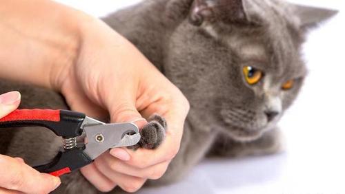 猫咪专用指甲钳