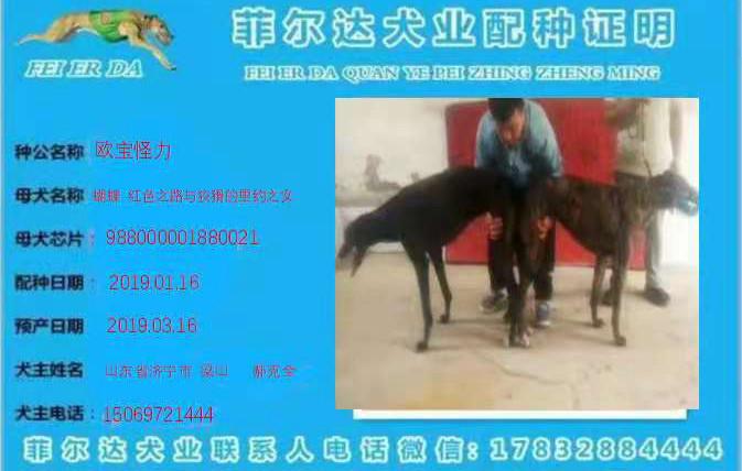 格力犬中英文血统查询