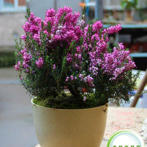 挪威国花——欧石楠