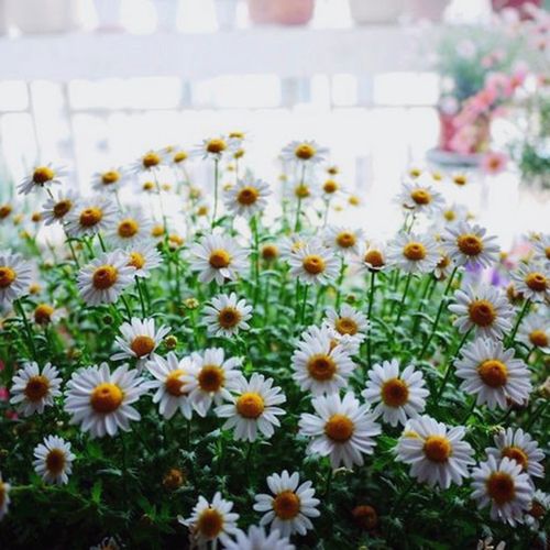 大滨菊盆栽花苗 小雏菊阳台花园多年生观花耐寒植物 1