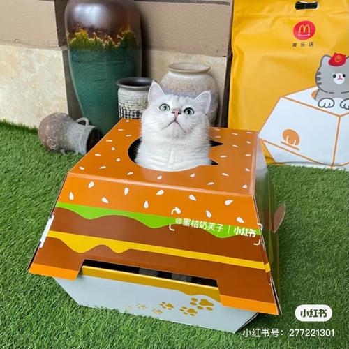 东莞麦当劳"猫窝"免费送!