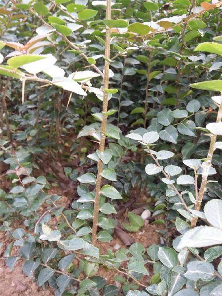批发销售榨刺苗 榨树苗 刺冬青树苗 柞树苗 榨刺树苗