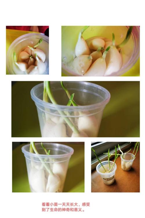 种植收获,蒜苗飘香——汉光实验小学一年级13班小蒜苗成长记