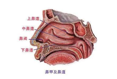 医疗过失还是患者神经症?神秘"空鼻症"引发数起杀医事件_鼻腔