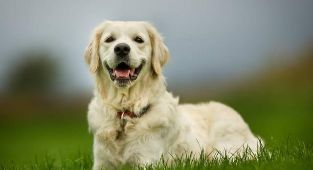 俗语:男怕磨,女怕缠;鸡怕撵,狗怕舔,是什么意思,你知道吗?