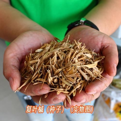 槭树种子 复叶槭 小叶鸡爪槭 糖槭种子 乔木蜜源植物行道树庭园树